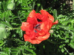 SX14413 Big Red Poppy.jpg